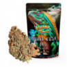 IguanaSmoke Iguana Kush 5g