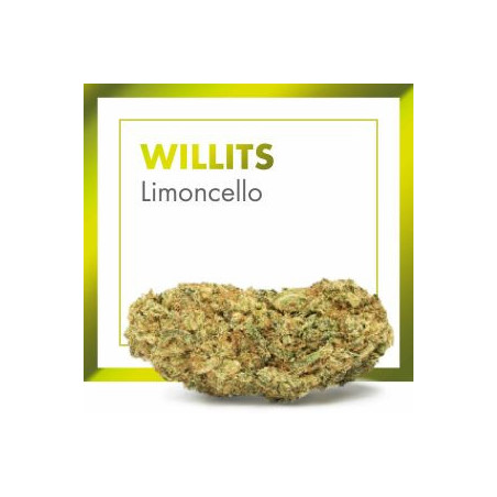 CANNACTIVA EC Willis Limoncello 2gr