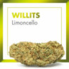 CANNACTIVA EC Willis Limoncello 2gr