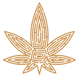 THE CBD SIDE Gorila Glue indoor 2g