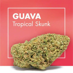CANNACTIVA Guava Tropical Skunk 2gr