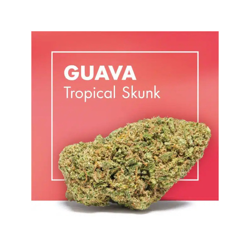 CANNACTIVA Guava Tropical Skunk 2gr