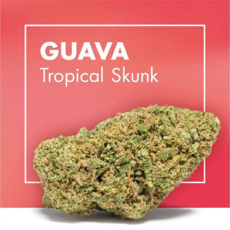 CANNACTIVA Guava Tropical Skunk 2gr