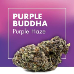 CANNACTIVA Purple Buddha 5r