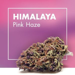 CANNACTIVA Himalaya Pink Haze 5gr