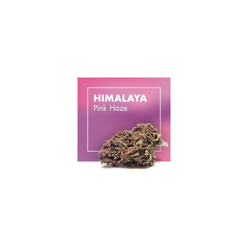 CANNACTIVA Himalaya Pink Haze 5gr