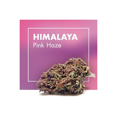 CANNACTIVA Himalaya Pink Haze 5gr