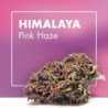 CANNACTIVA Himalaya Pink Haze 5gr
