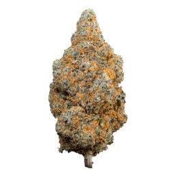 WeNeeD Tropical Dream 3,5gr