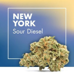 CANNACTIVA NewYork Sour Diesel 2gr