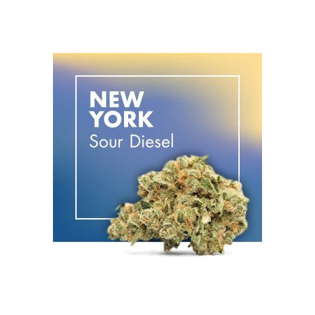 CANNACTIVA NewYork Sour Diesel 2gr
